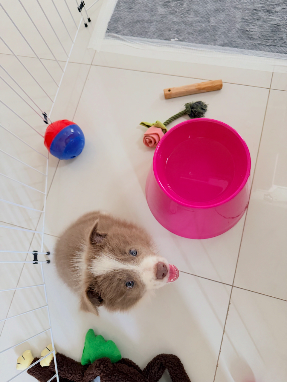 Zari, the Border Collie